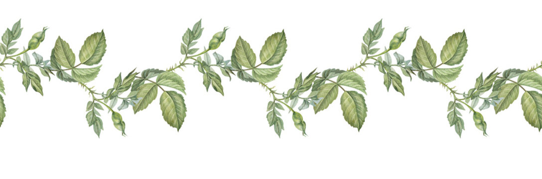 Seamless border with watercolor green grass and leaves on white background. Hand-drawn branch with bud. Wallpaper for invite card wedding celebration and sticker. Rim for botanical wrapping