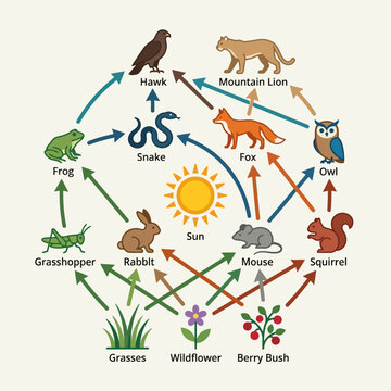 Educational food web diagram showing ecological energy flow and predator prey relationships among various animals and plants. EPS Editable
