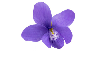 Obraz premium A beautiful purple flower on transparent background