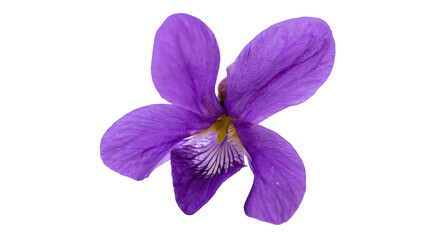 Obraz premium A beautiful purple flower on transparent background