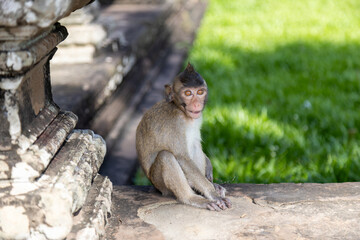 A young monkey sits on ancient stone ruins in Angkor Wat, Siem Reap, Cambodia, looking thoughtfully into the distance. © Zenstratus