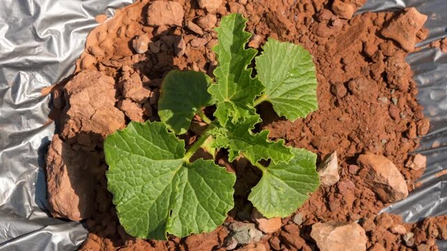Exposed to intense heat, the once moist vegetables in the field are drying out gradually.