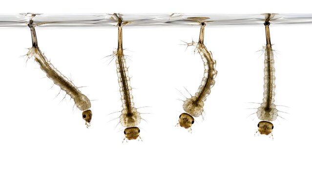 Aedes aegypti mosquito larvae suspended beneath the water surface.