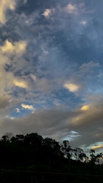 Flock of oropendolas flying beneath the evening sky, Natural scene of oropendolas moving at dusk in the tropical rainforest