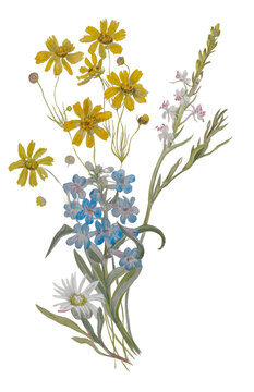 Cluster of Wildflowers