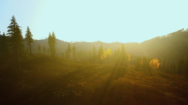 golden sunrise over rolling pine hills with lone yellow tree soft sunbeams stream across grassy meadow, warm amber glow, subtle morning mist, long shadows