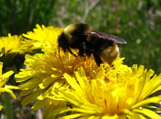 Yellow-Banded Bumblebee Pollinating Dandelions © Tiffany K