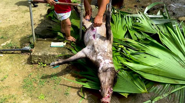 Amazon indigenous woman preparing peccary meat for family consumption, traditional food preparation scene reflecting ancestral practices and cultural heritage in the Amazon