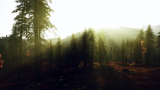 sunrise light through pine forest golden beams pierce morning mist over rolling hills, tall pines casting long silhouettes across dewy undergrowth, ambient glow