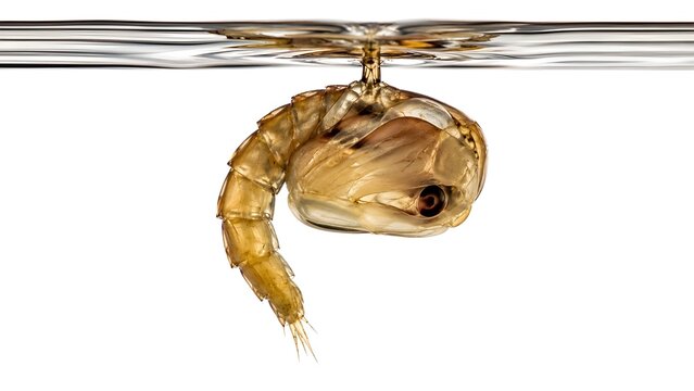 A mosquito pupa suspended beneath the water surface. Educational and medical concept illustrating the pupal stage of mosquito development with visible anatomical structures, on white background.