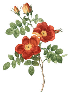 Wild Rose - red