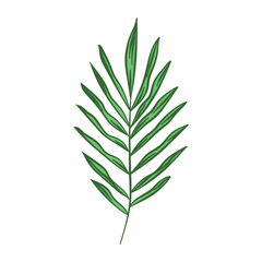 Fototapeta premium Detailed hand drawn palm leaf for palm sunday 