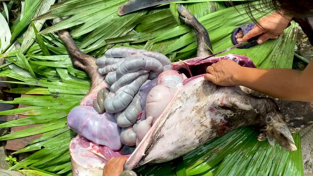 Traditional peccary butchering carried out by an indigenous woman in the Amazon, Cultural scene of an indigenous woman preparing a peccary in the tropical rainforest