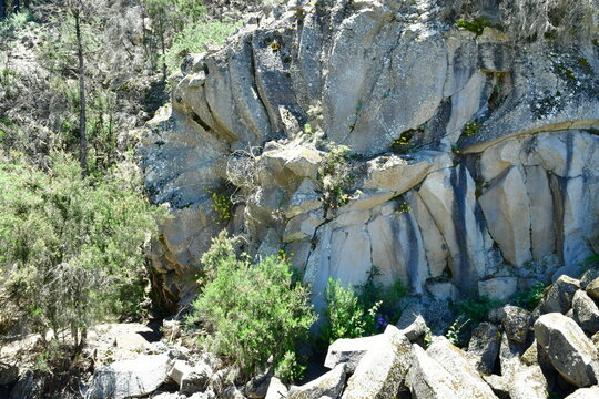 MARGARITA DE PIEDRA, ISLA DE TENERIFE