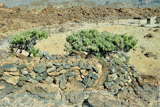 CEDRO MILENARIO "EL PATRIARCA" EN LAS CA&Ntilde;ADAS DEL TEIDE, EN LA ISLA DE TENERIFE
