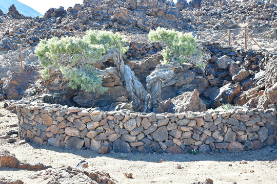 CEDRO MILENARIO "EL PATRIARCA" EN LAS CA&Ntilde;ADAS DEL TEIDE, EN LA ISLA DE TENERIFE