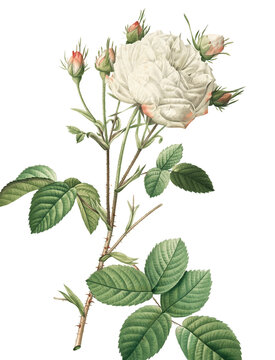 bouquet of roses - White