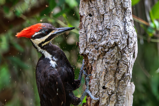 A pileated woodpecker (Dryocopus pileatus) striking a dead tree and causing sawdust to fly in Venice, Florida