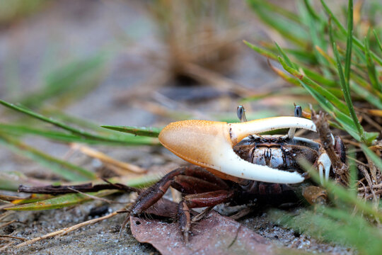 A fiddler crab protecting itself with its large claw in Venice, Florida