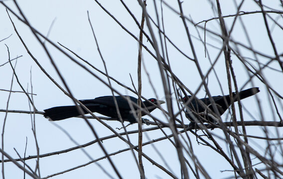 Black bird on a tree branch in the winter. Close-up.