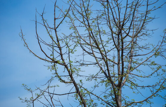 Tree branches with green leaves on blue sky background. Spring nature.