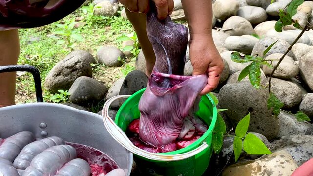 Documentary scene of peccary offspring during the traditional butchering process in the Amazon, Amazon cultural scene of artisanal peccary and internal organ processing, Ancestral peccary preparation 