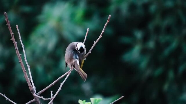 Cinematic shot of a light-vented bulbul bird perched on a bare branch against a dark green forest bokeh background, beautiful moody wildlife nature