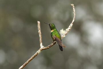 Obraz premium Sparkling violetear (Colibri coruscans) Ecuador