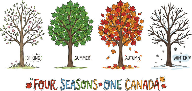 Four seasons tree cycle vector illustration, seasonal nature changes in spring summer autumn and winter, hand drawn maple trees with colorful leaves isolated on White Background