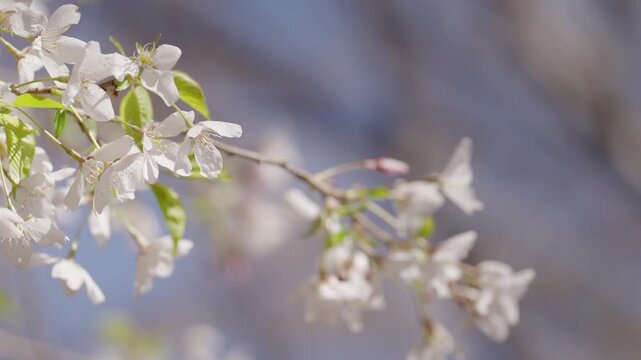 A single flowering branch covered in white cherry blossoms sways gently in the breeze. The focus is sharp on the delicate spring flowers, showcasing soft sunlight and fresh green leaves.