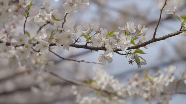 Delicate white cherry blossoms on a twig during the spring season. The soft texture of the petals is highlighted by natural outdoor daylight.