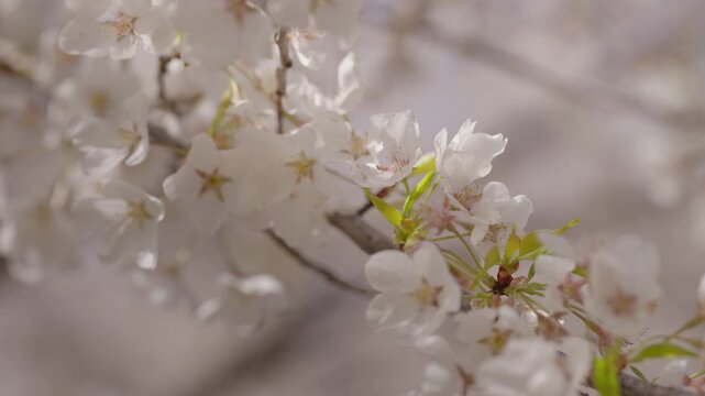 The delicate branch of a cherry tree is covered in soft white blossoms and tiny green leaves. This detailed view captures the beauty of spring against a blurred background.