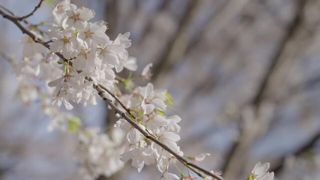 White cherry blossom flowers bloom on a slender tree branch swaying gently in the spring breeze. The background is softly blurred to emphasize the delicate texture of the petals.