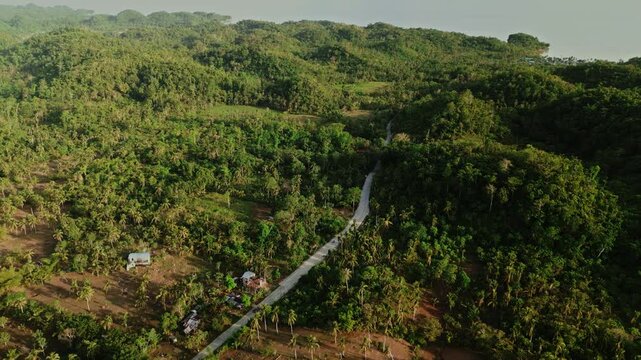 Aerial flyover of a rural road winding through lush tropical greenery and palm trees in Catanduanes, Bicol, Philippines