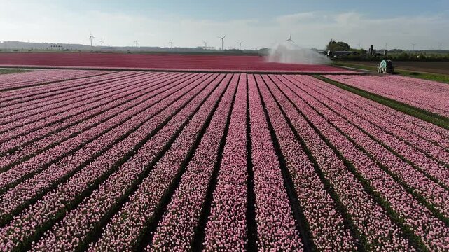 Aerial shot toward irrigation system above flowering rows