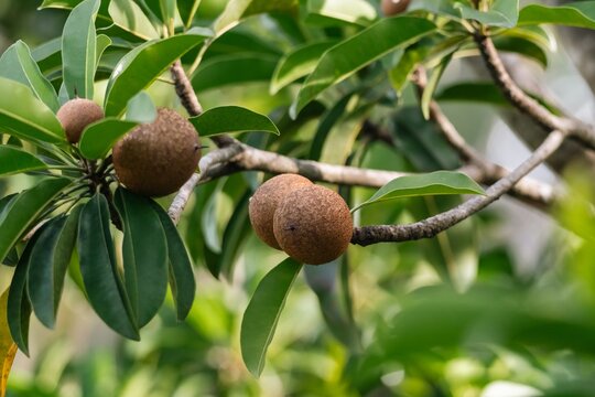 Organic Brown Sapodilla Fruit Clusters Ripening in Summer Orchard