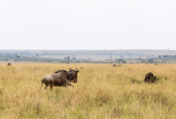 Fototapeta premium Lone Wildebeest running during great migration from Tanzania to Kenya in east Africa