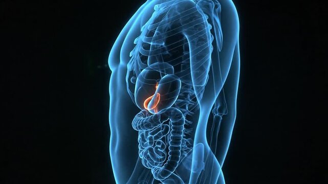 Digital visualization of human digestive system highlighting kidneys and intestines for medical educational purposes