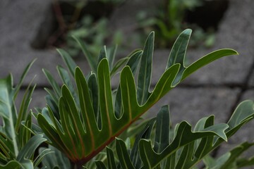 Exotic Xanadu Philodendron Deeply Lobed Green Leaf Close Up © Omni Visuals