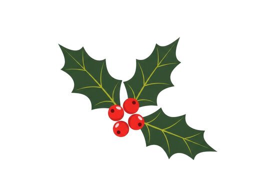 Christmas holly leaves and berries vector illustration isolated on transparent background