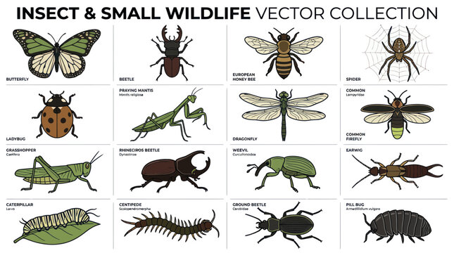 Insect and Small Wildlife Vector Collection: Butterflies, Bees, Beetles, Spiders, Bugs