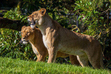 African Lions standing to attention © Doug