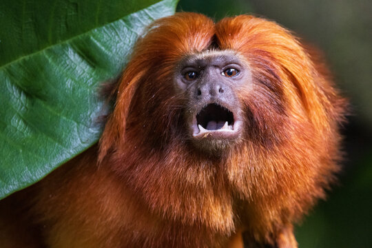 Golden Lion Tamarin Shouting