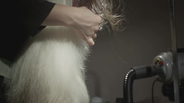 Grooming, beauty salon for animals. The Master Groomist is combing the Shih Tzu Dog. Professional comb for pets. Combs fur and wool. Caring for the little puppy on the table. Dries fur. Slow motion