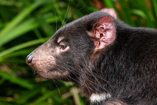 Tasmanian Devil