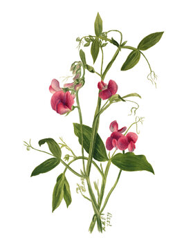 Sweet Pea blossoms