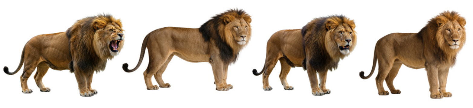 Majestic male lion in various powerful poses, displaying its impressive mane and strength on a transparent background.