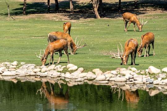 Wetland deer reflected in the water, outdoor natural scenery