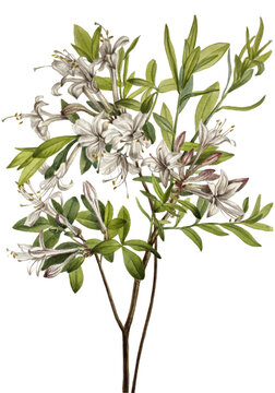 Delicate Blossoms