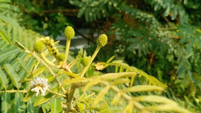 White round Leucaena leucocephala flowers blooming on branch with green leaves background